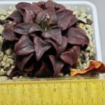 Haworthia Atrofusca HF-31 [ISI・アトロフスカ錦] - 1