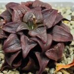 Haworthia Atrofusca HF-31 [ISI・アトロフスカ錦] - 2