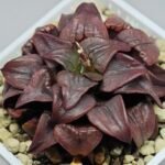 Haworthia Atrofusca HF-31 [ISI・アトロフスカ錦] - 3