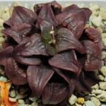 Haworthia Atrofusca HF-31 [ISI・アトロフスカ錦] - 4