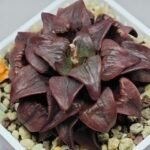 Haworthia Atrofusca HF-31 [ISI・アトロフスカ錦] - 5