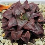 Haworthia Atrofusca HF-31 [ISI・アトロフスカ錦] - 6