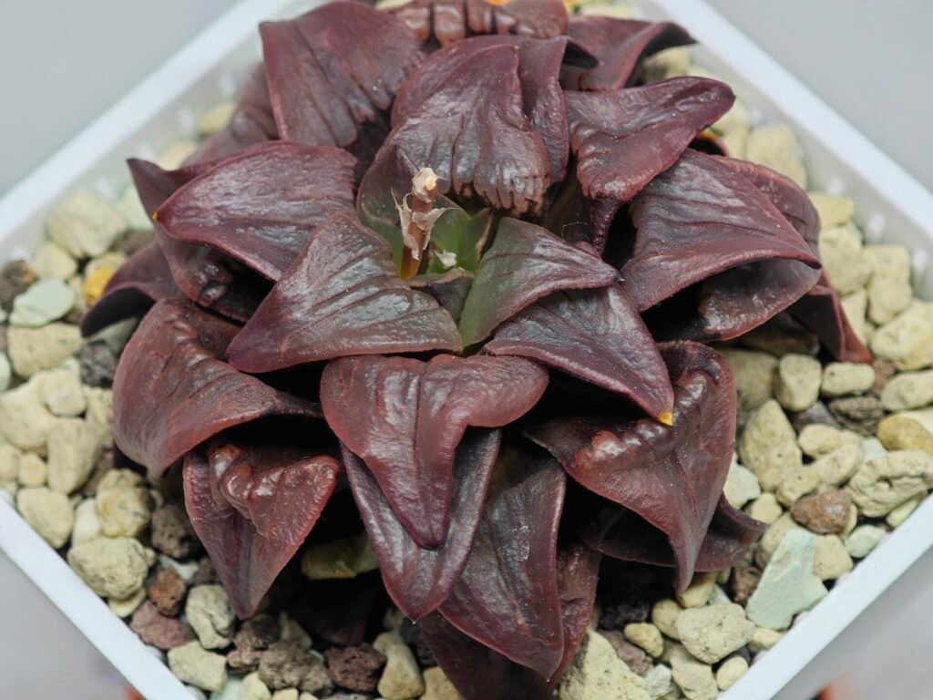 Haworthia Atrofusca HF-31 [ISI・アトロフスカ錦] - 7