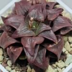 Haworthia Atrofusca HF-31 [ISI・アトロフスカ錦] - 7