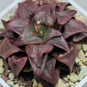 Haworthia Atrofusca HF-31 [ISI・アトロフスカ錦] - 7