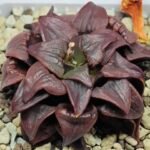 Haworthia Atrofusca HF-31 [ISI・アトロフスカ錦] - 8