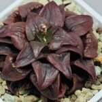 Haworthia Atrofusca HF-31 [ISI・アトロフスカ錦] - 9