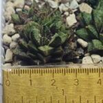 Haworthia cv. ‘Sango’ [珊 瑚] (Coral) - 9