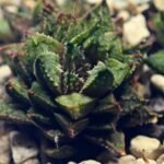 Haworthia cv. ‘Sango’ [珊 瑚] (Coral) - 10
