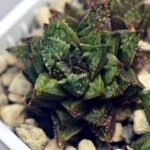 Haworthia cv. ‘Sango’ [珊 瑚] (Coral) - 1