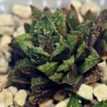 Haworthia cv. ‘Sango’ [珊 瑚] (Coral) - 2