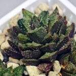 Haworthia cv. ‘Sango’ [珊 瑚] (Coral) - 3