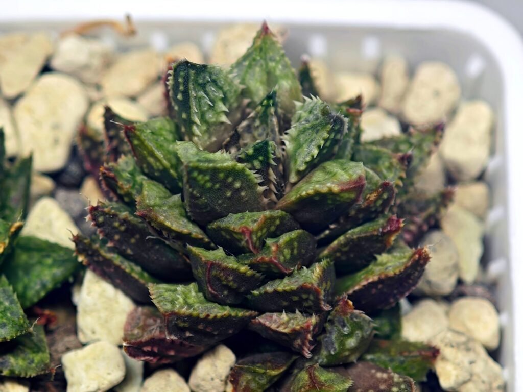 Haworthia cv. ‘Sango’ [珊 瑚] (Coral) - 4