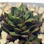 Haworthia cv. ‘Sango’ [珊 瑚] (Coral) - 4