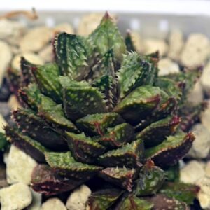 Haworthia cv. ‘Sango’ [珊 瑚] (Coral) - 4
