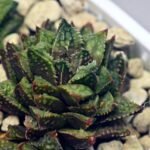 Haworthia cv. ‘Sango’ [珊 瑚] (Coral) - 5