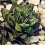 Haworthia cv. ‘Sango’ [珊 瑚] (Coral) - 6