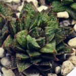 Haworthia cv. ‘Sango’ [珊 瑚] (Coral) - 7