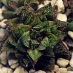 Haworthia cv. ‘Sango’ [珊 瑚] (Coral) - 8