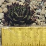 Haworthia cv. ‘Sango’ [珊 瑚] (Coral) - 1