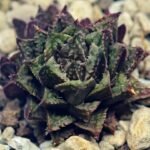 Haworthia cv. ‘Sango’ [珊 瑚] (Coral) - 2