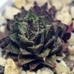 Haworthia cv. ‘Sango’ [珊 瑚] (Coral) - 3