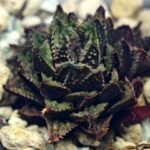 Haworthia cv. ‘Sango’ [珊 瑚] (Coral) - 4