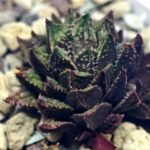 Haworthia cv. ‘Sango’ [珊 瑚] (Coral) - 5