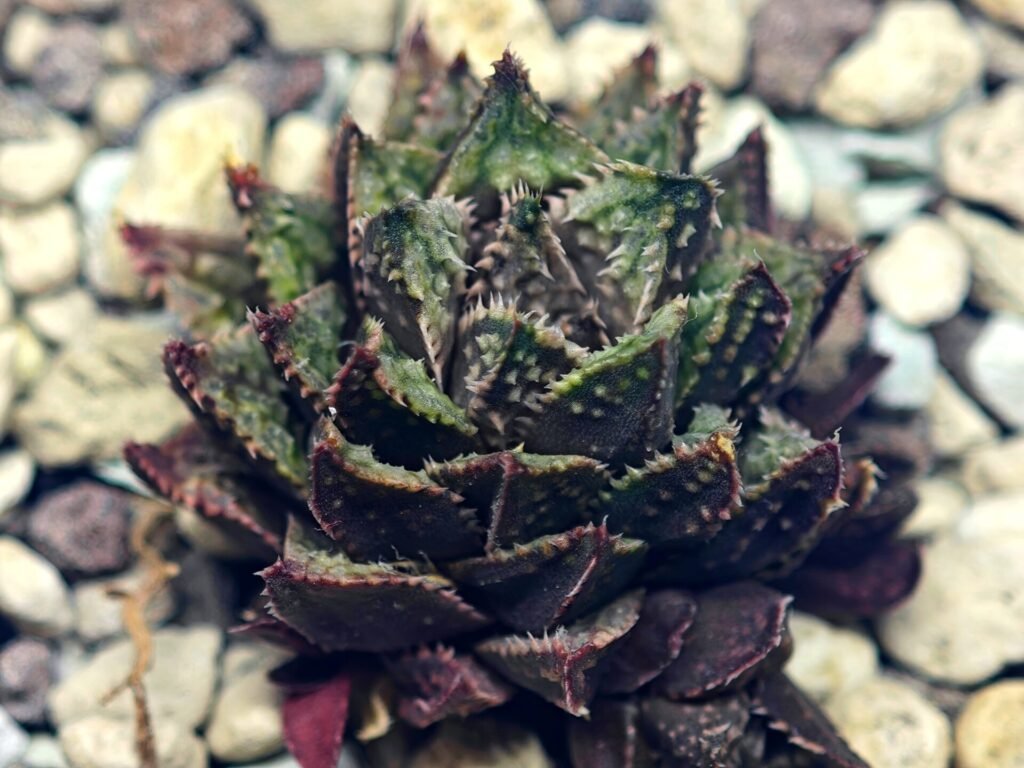 Haworthia cv. ‘Sango’ [珊 瑚] (Coral) - 6
