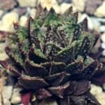 Haworthia cv. ‘Sango’ [珊 瑚] (Coral) - 6