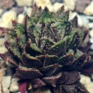 Haworthia cv. ‘Sango’ [珊 瑚] (Coral) - 6