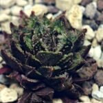 Haworthia cv. ‘Sango’ [珊 瑚] (Coral) - 7