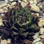 Haworthia cv. ‘Sango’ [珊 瑚] (Coral) - 8