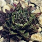 Haworthia cv. ‘Sango’ [珊 瑚] (Coral) - 9