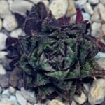 Haworthia cv. ‘Sango’ [珊 瑚] (Coral) - 10