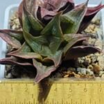 Haworthia Picta hybrid variegated - 1
