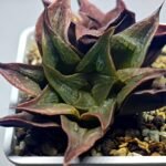 Haworthia Picta hybrid variegated - 2