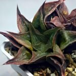Haworthia Picta hybrid variegated - 3