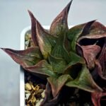 Haworthia Picta hybrid variegated - 4