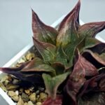 Haworthia Picta hybrid variegated - 5