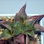 Haworthia Picta hybrid variegated - 6