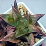 Haworthia Picta hybrid variegated - 7