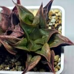 Haworthia Picta hybrid variegated - 8