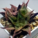 Haworthia Picta hybrid variegated - 9