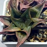 Haworthia Picta hybrid variegated - 10