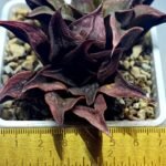 Haworthia Picta hybrid variegated - 1