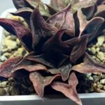 Haworthia Picta hybrid variegated - 2