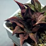 Haworthia Picta hybrid variegated - 3