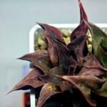 Haworthia Picta hybrid variegated - 4