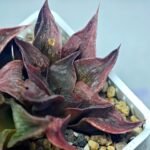 Haworthia Picta hybrid variegated - 5